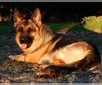 Small Photo #1 German Shepherd Dog Puppy For Sale in FOREST GROVE, OR, USA