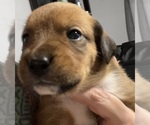 Small Photo #7 Boxweiler Puppy For Sale in CULLMAN, AL, USA
