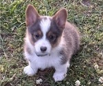 Puppy Bluie Male American Corgi