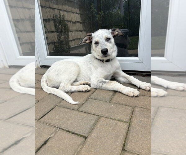 Medium Photo #26 Great Pyrenees-Unknown Mix Puppy For Sale in Brewster, NY, USA