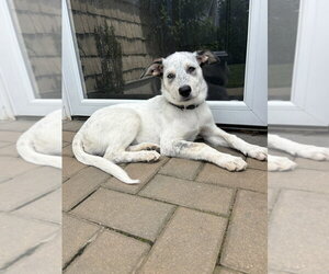 Diana (D Pups) - Female Great Pyrenees-Unknown Mix Dog for Adoption - Photo #26
