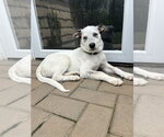 Small #25 Great Pyrenees Mix