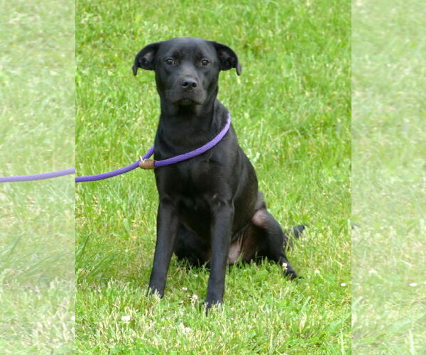 Medium Photo #2 Labrador Retriever-Unknown Mix Puppy For Sale in Pittsburgh, PA, USA