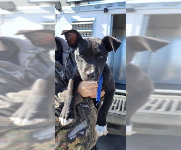 Medium Photo #1 American Pit Bull Terrier-Unknown Mix Puppy For Sale in Corpus Christi, TX, USA