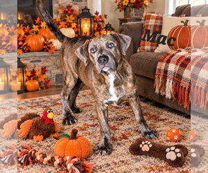 American Pit Bull Terrier-Australian Shepherd Mix Dogs for adoption in Southbury, CT, USA