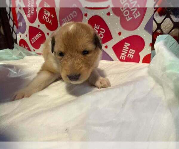 Medium Photo #9 Collie Puppy For Sale in HIGH POINT, NC, USA