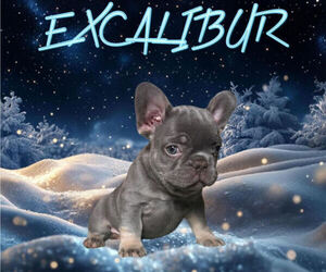 French Bulldog Puppy for sale in OKLAHOMA CITY, OK, USA