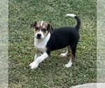 Small #6 Labrador Retriever Mix