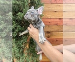 Small Photo #6 French Bulldog Puppy For Sale in BELLVIEW, TX, USA