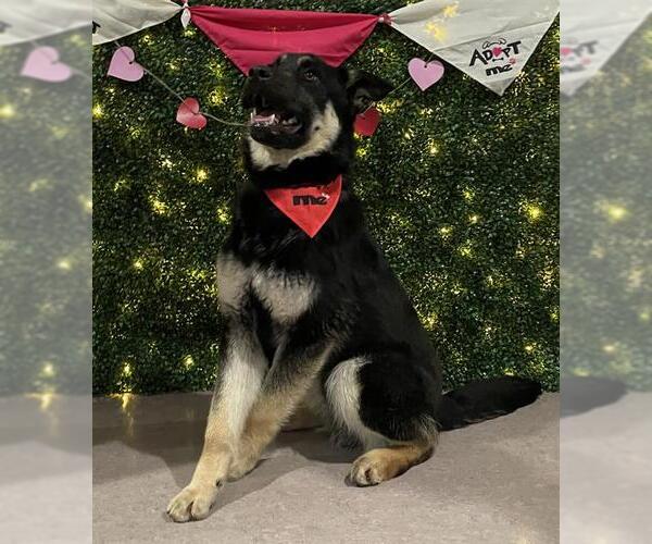 Medium Photo #2 German Shepherd Dog-Unknown Mix Puppy For Sale in Grasswood, Saskatchewan, Canada