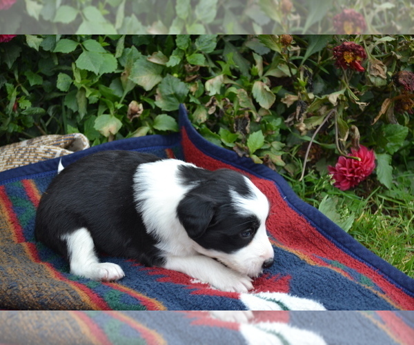 Medium Photo #2 Border Collie Puppy For Sale in GREENWOOD, WI, USA