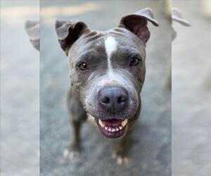 Mutt Dogs for adoption in Woodland, CA, USA