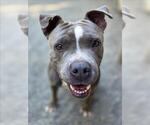 BUBBLES - Female Mutt Dog for Adoption - Small photo