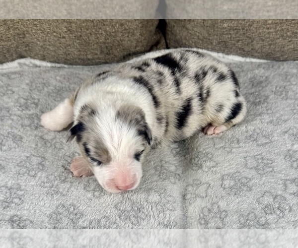 Medium Photo #95 Australian Shepherd Puppy For Sale in SALISBURY, NC, USA
