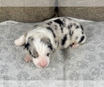 Small Photo #95 Australian Shepherd Puppy For Sale in SALISBURY, NC, USA