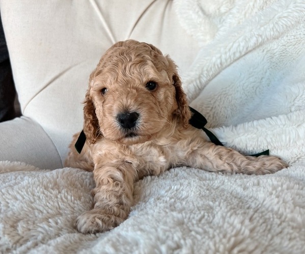 Medium Photo #2 Cock-A-Poo Puppy For Sale in CONCORD, NC, USA