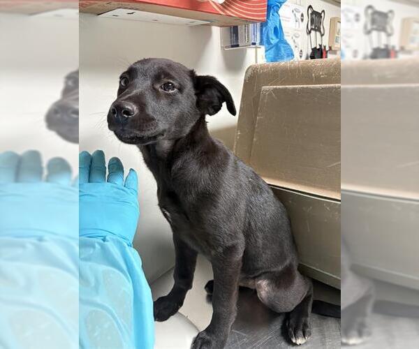 Medium Photo #1 German Shepherd Dog-Unknown Mix Puppy For Sale in Bakersfield, CA, USA