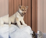 Small Photo #4 Siberian Husky Puppy For Sale in SAINT JOSEPH, MN, USA