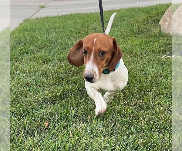 Medium Photo #3 Dachshund-Unknown Mix Puppy For Sale in Sandy, UT, USA