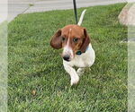 Small #2 Dachshund Mix