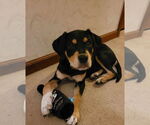 Small #4 Rottweiler Mix