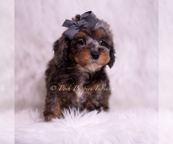 Medium Photo #66 Poodle (Toy) Puppy For Sale in WARSAW, IN, USA