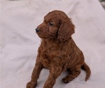 Small Photo #5 Irish Doodle Puppy For Sale in GOSHEN, IN, USA