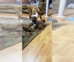 Small Photo #16 Boxer Puppy For Sale in DERBY, CT, USA