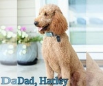 Small Photo #5 Goldendoodle Puppy For Sale in STEM, NC, USA
