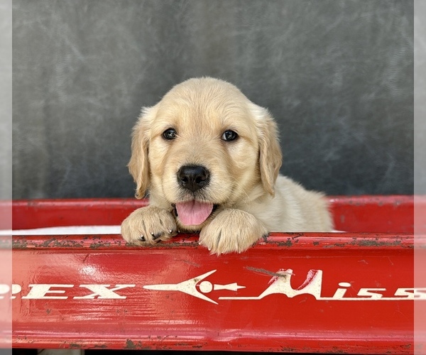 Medium Photo #4 Golden Retriever Puppy For Sale in OCALA, FL, USA