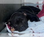 Small French Bulldog
