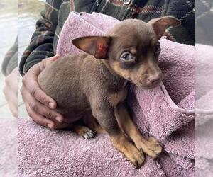 Chihuahua-Unknown Mix Dogs for adoption in San Antonio, TX, USA