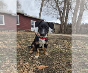 Dachshund-Unknown Mix Dogs for adoption in Denver , CO, USA