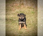 Small #2 Golden Shepherd