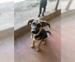 Small #3 Labrador Retriever Mix