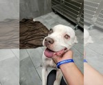 Small #13 Boxer Mix