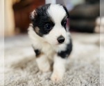 Small Photo #4 Miniature Australian Shepherd Puppy For Sale in BLACK FOREST, CO, USA