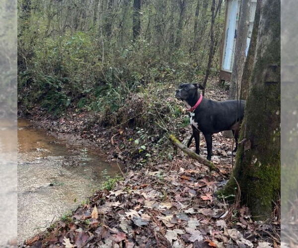 Medium Photo #7 Labrador Retriever-Staffordshire Bull Terrier Mix Puppy For Sale in Ball Ground, GA, USA