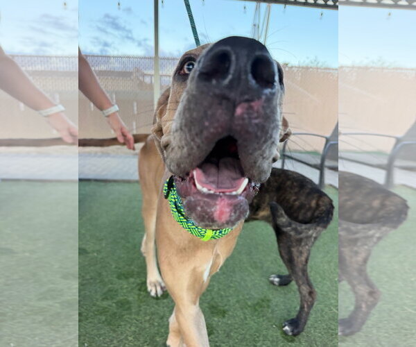 Medium Photo #4 Great Dane Puppy For Sale in Goodyear, AZ, USA