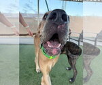 Small Photo #4 Great Dane Puppy For Sale in Goodyear, AZ, USA