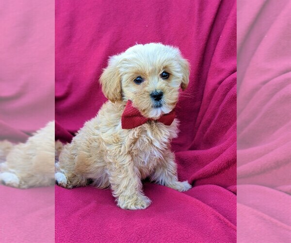 View Ad: Lhasa-poo Puppy For Sale Near Pennsylvania, Lincoln Univ, Usa 