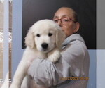 Small Photo #7 English Cream Golden Retriever Puppy For Sale in NORTHWOOD, OH, USA