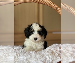Miniature Bernedoodle Puppy for Sale in SHOREWOOD, Illinois USA