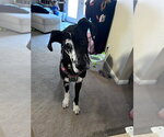 Small #2 Great Dane