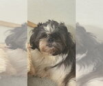 Small Shih Tzu