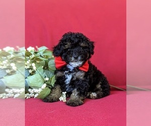 Poodle (Miniature) Puppy for sale in STRASBURG, PA, USA