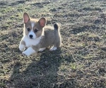 Puppy Rosie Pembroke Welsh Corgi