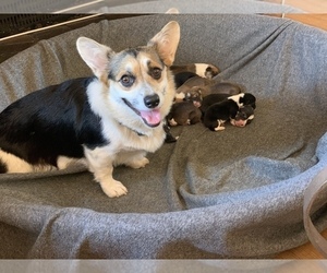 Mother of the Pembroke Welsh Corgi puppies born on 05/23/2022