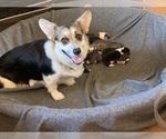 Small Photo #1 Pembroke Welsh Corgi Puppy For Sale in MULBERRY, FL, USA