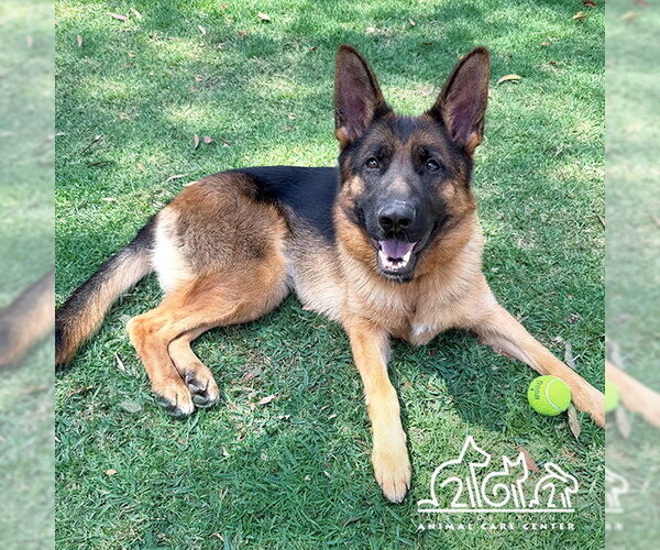 Medium Photo #2 German Shepherd Dog Puppy For Sale in Irvine, CA, USA
